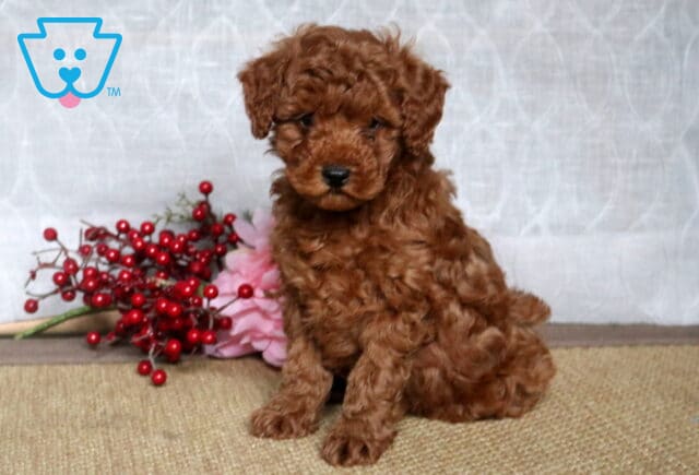 Nick Mini Poodle2 image