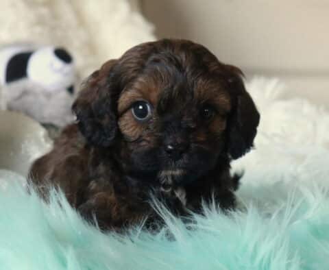 Nitro Cavapoo