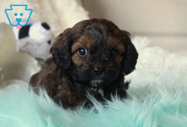 Chocolate Cavapoo puppy with curly dark brown fur and big round eyes resting on a teal fluffy blanket beside a soft white pillow, gazing gently at the camera. image