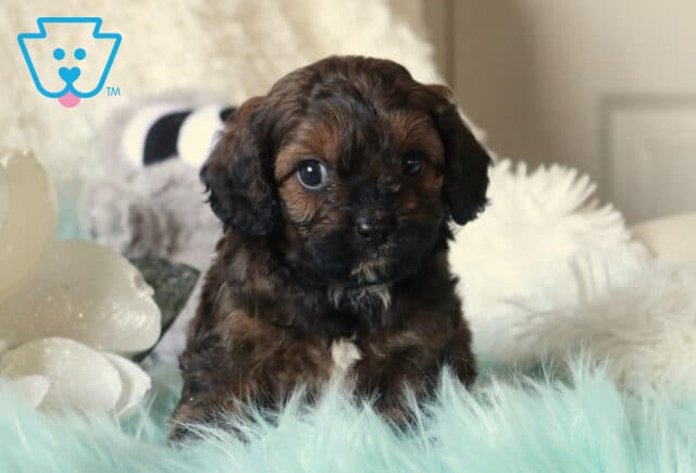 Tiny Cavapoo puppy with deep chocolate-brown curly fur and shiny dark eyes sitting on a soft aqua faux-fur blanket, framed by white plush pillows and floral décor. image