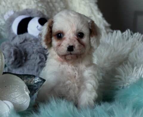 Nori Cavapoo