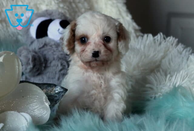 Cream-and-white Cavapoo puppy with soft curly fur and round dark eyes sitting on an aqua faux-fur blanket, with a plush gray toy and white floral accents in the background. image