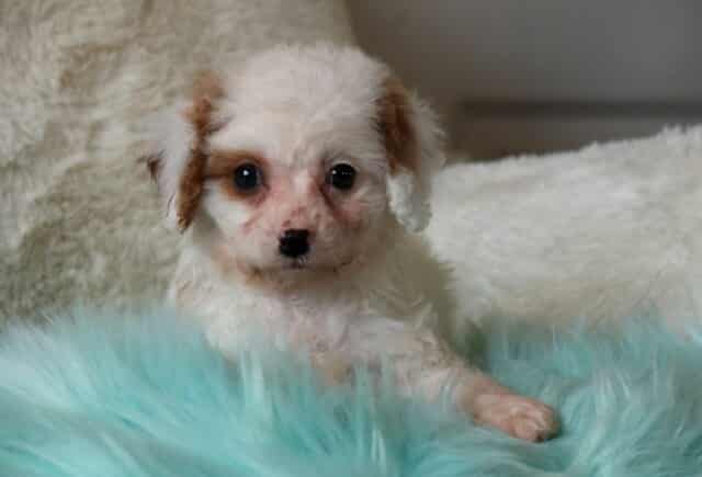 Cream and apricot Cavapoo puppy with soft curly coat resting on a fluffy teal blanket, looking sweet and alert indoors. image