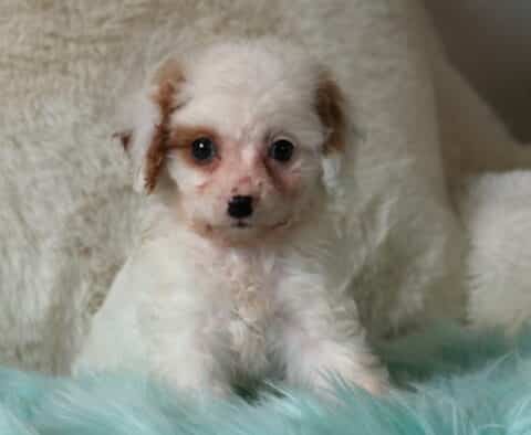 Tiny cream Cavapoo puppy with light apricot markings sitting on a plush teal blanket, fluffy curly coat and bright eyes in a cozy indoor setting.