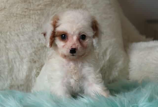 Tiny cream Cavapoo puppy with light apricot markings sitting on a plush teal blanket, fluffy curly coat and bright eyes in a cozy indoor setting. image
