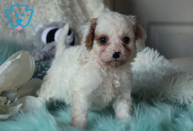 Tiny white Cavapoo puppy with light tan ears standing on an aqua faux-fur blanket, looking toward the camera with bright eyes, with soft white décor and a plush toy behind. image