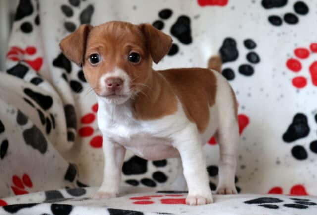 Brown and white Jack Russell Terrier puppy standing on a paw-print blanket, alert and curious with bright eyes and a compact, playful build. image