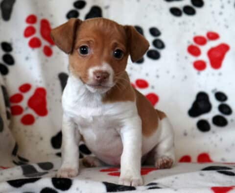 Nori Jack Russell2