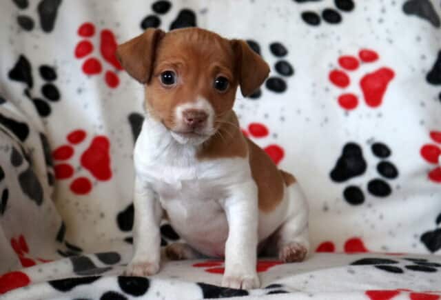 Small brown and white Jack Russell Terrier puppy sitting on a paw-print blanket, with floppy ears, round dark eyes, and a sweet, attentive expression. image