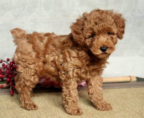 Noris Mini Poodle2