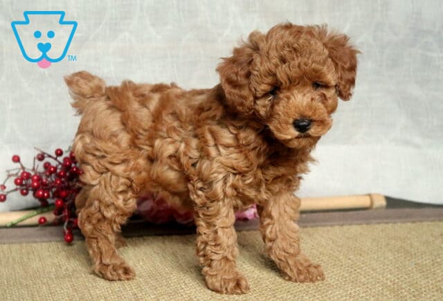 Noris Mini Poodle2 image