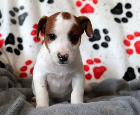 Norris Jack Russell
