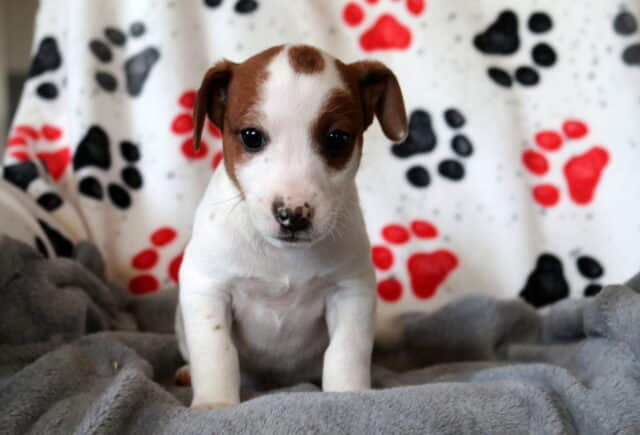 Young Jack Russell Terrier puppy sitting on a soft gray blanket, featuring a smooth white coat with warm brown facial markings, floppy ears, dark expressive eyes, and a sweet, attentive expression. image