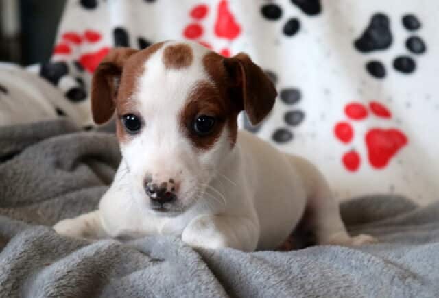 Jack Russell Terrier puppy lying on a plush gray blanket, showing a smooth white coat with rich brown ears and facial markings, bright round eyes, a small speckled nose, and a calm, curious expression. image
