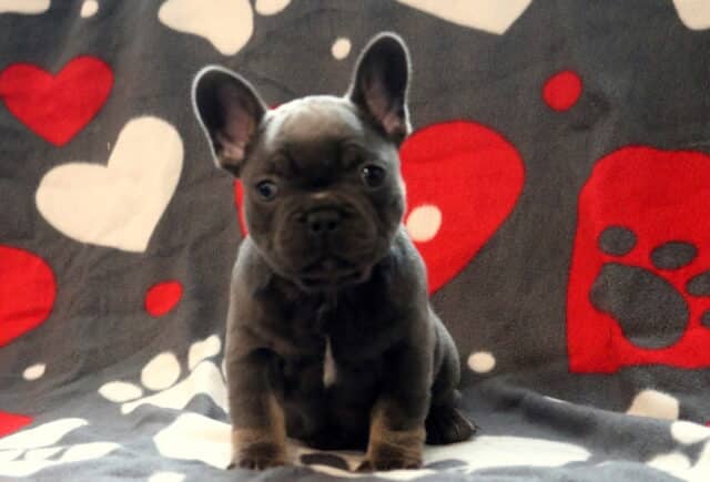 Blue French Bulldog puppy sitting on a gray blanket with red heart and paw print pattern, showing a compact build, bat ears, and sweet expression. image