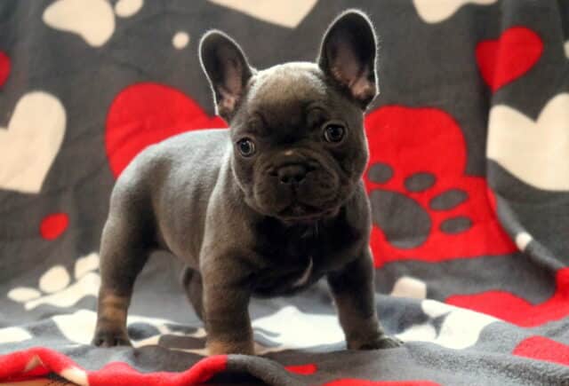 Blue French Bulldog puppy standing on a gray blanket with red heart and paw print design, featuring a sturdy build, upright bat ears, and curious expression. image