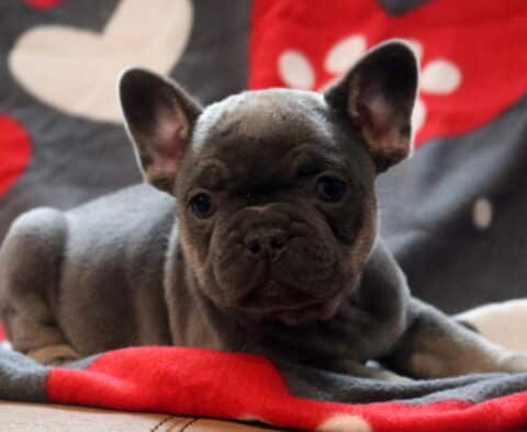 Blue French Bulldog puppy lying on a soft gray blanket with red heart and paw print pattern, showing compact build, smooth coat, and alert bat ears.