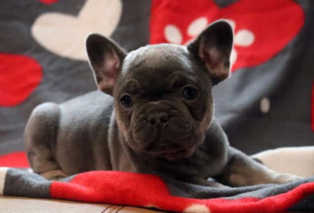 Blue French Bulldog puppy lying on a soft gray blanket with red heart and paw print pattern, showing compact build, smooth coat, and alert bat ears. image