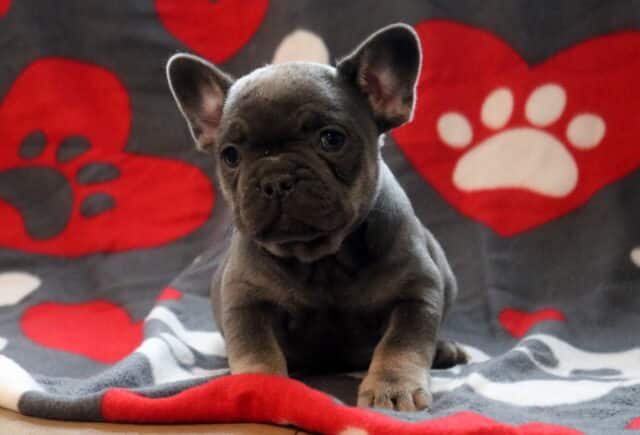 Blue French Bulldog puppy sitting on a gray blanket with red heart and paw print design, featuring upright ears, round eyes, and a sturdy, compact frame. image