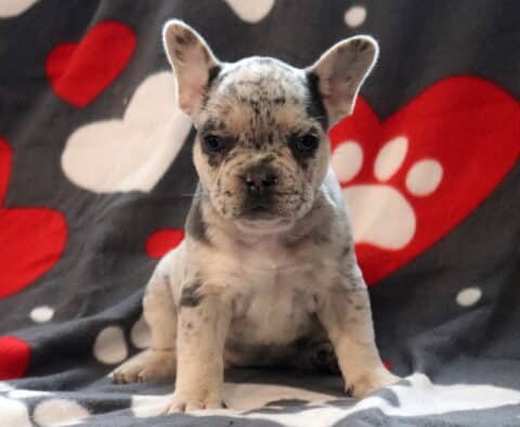Merle French Bulldog puppy sitting on a gray blanket with red heart and paw print pattern, showcasing a speckled coat, upright bat ears, and a compact, stocky build.