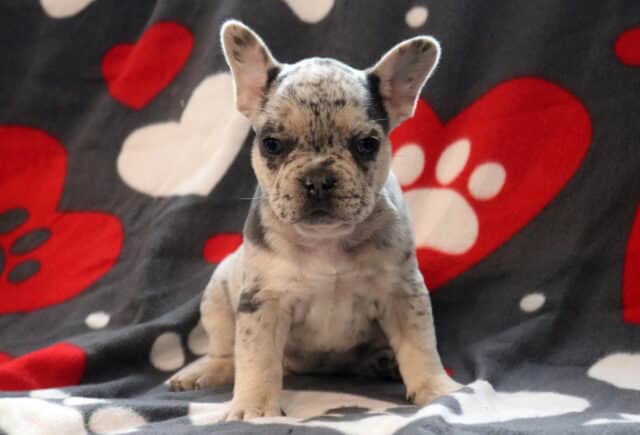 Merle French Bulldog puppy sitting on a gray blanket with red heart and paw print pattern, showcasing a speckled coat, upright bat ears, and a compact, stocky build. image