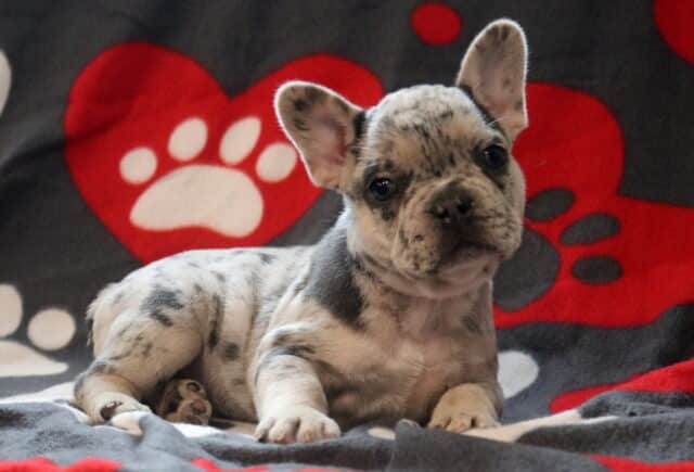 Merle French Bulldog puppy lying on a gray blanket with red heart and paw print design, featuring a mottled coat pattern, expressive dark eyes, and upright bat ears. image