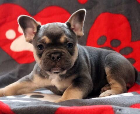 Blue and tan French Bulldog puppy lying on a gray blanket with red heart and paw print pattern, showing a compact build, upright ears, and soft facial wrinkles.