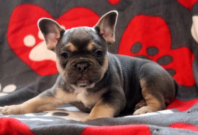 Blue and tan French Bulldog puppy lying on a gray blanket with red heart and paw print pattern, showing a compact build, upright ears, and soft facial wrinkles. image