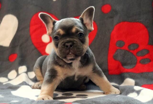 Blue and tan French Bulldog puppy sitting on a gray blanket with red heart and paw print design, featuring bright eyes, perky ears, and a sturdy, compact puppy build. image