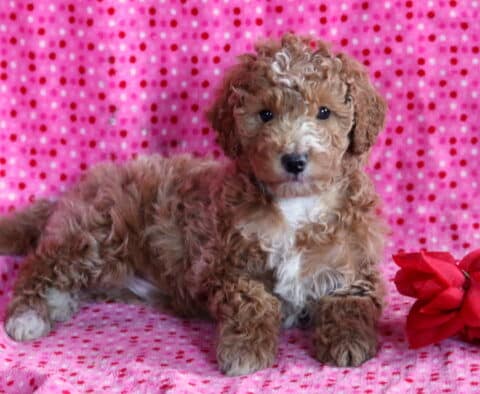 Apricot Mini Poodle puppy with a white chest lying on a pink polka dot blanket beside red roses, showing a fluffy curly coat and sweet, attentive eyes.