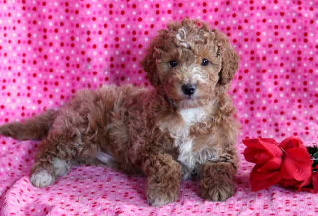 Apricot Mini Poodle puppy with a white chest lying on a pink polka dot blanket beside red roses, showing a fluffy curly coat and sweet, attentive eyes. image