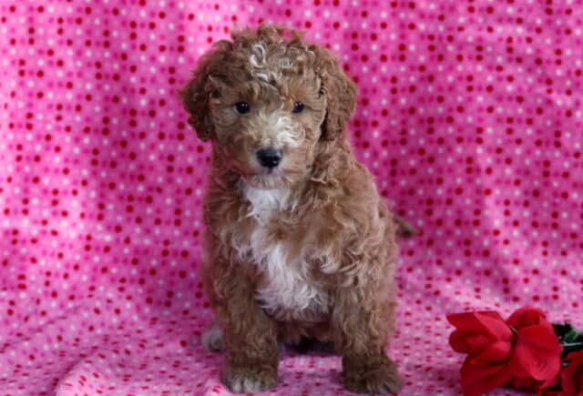 Apricot Mini Poodle puppy sitting on a pink polka dot blanket with a white chest and curly coat, posed beside red roses and looking calmly toward the camera. image