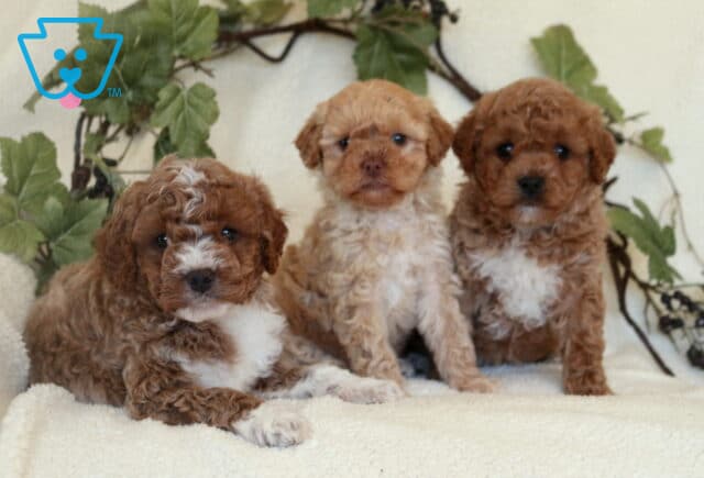 P Litter Mini Goldendoodles image