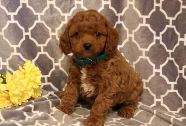 Panda Cavapoo2 image