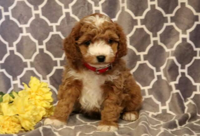 Panther Cavapoo image