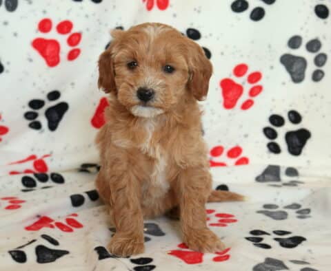 Mini Goldendoodle puppy sitting on a white paw-print blanket, showcasing a fluffy apricot coat, soft curls, and sweet teddy-bear face in an indoor puppy photo setting