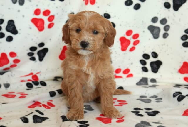 Mini Goldendoodle puppy sitting on a white paw-print blanket, showcasing a fluffy apricot coat, soft curls, and sweet teddy-bear face in an indoor puppy photo setting image