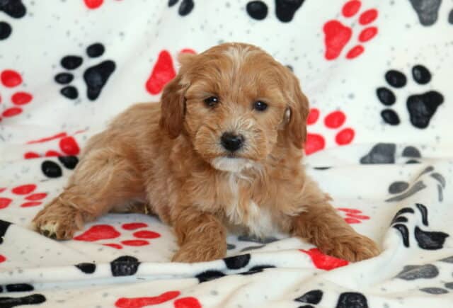 Mini Goldendoodle puppy lying on a soft paw-print blanket, featuring a curly apricot coat, dark expressive eyes, and a gentle, relaxed pose perfect for family companion listings image