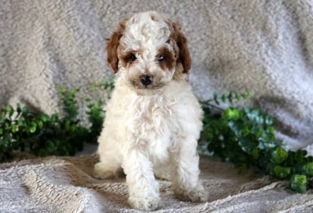 Paris Mini Poodle image