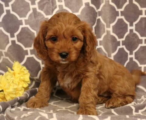 Parker Cavapoo