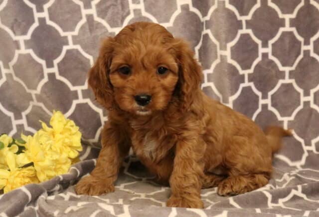 Parker Cavapoo image