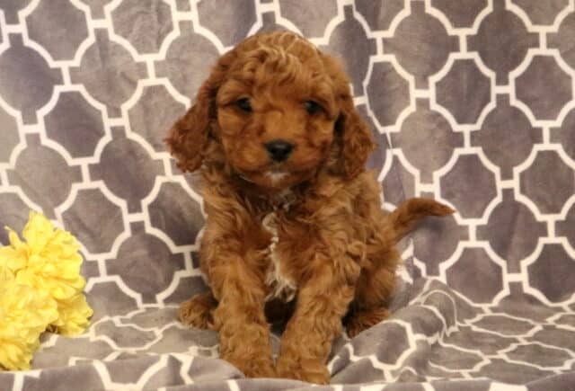 Patch Cavapoo2 image