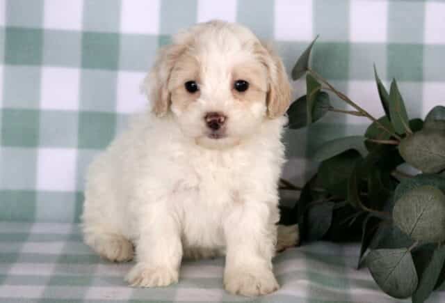 Cream and white Maltipoo puppy sitting on a green checkered backdrop next to leafy greenery, showing a soft fluffy coat, button nose, and gentle, curious expression. image