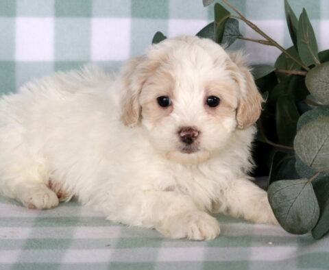 Fluffy white and cream Maltipoo puppy lying on a green checkered blanket beside soft eucalyptus greenery, featuring round dark eyes, a tiny speckled nose, and a calm, sweet expression.