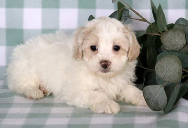Fluffy white and cream Maltipoo puppy lying on a green checkered blanket beside soft eucalyptus greenery, featuring round dark eyes, a tiny speckled nose, and a calm, sweet expression. image