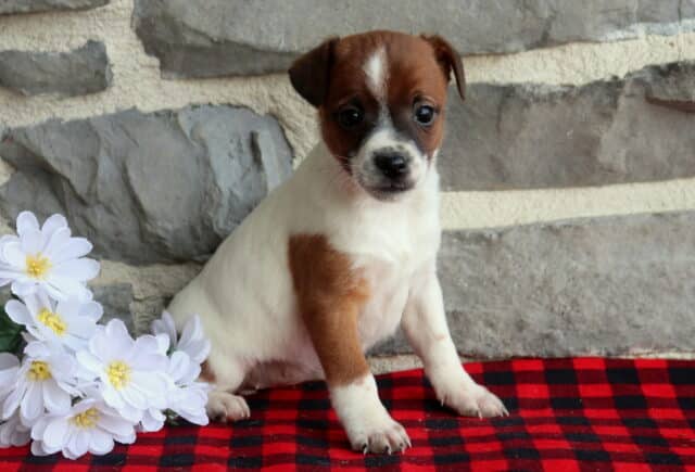 Jack Russell Terrier puppy with a white coat and rich tan markings, sitting on a red and black buffalo plaid blanket beside white daisy flowers, photographed in front of a gray stone wall with a curious, gentle expression. image