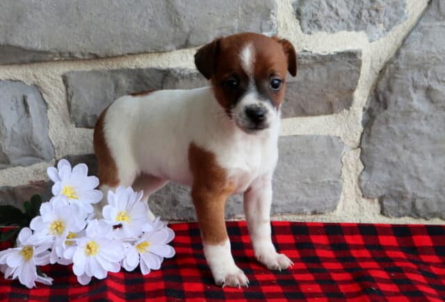 Jack Russell Terrier puppy standing alert on a red and black buffalo plaid blanket beside white daisy flowers, featuring a white coat with warm tan markings and a narrow white blaze on the face, posed against a gray stone wall background. image