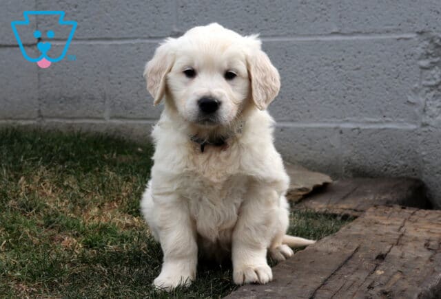 Golden Retriever puppy with a soft cream-colored coat sitting on grass beside a wooden plank, against a gray concrete wall, looking straight at the camera with a calm, curious expression. image
