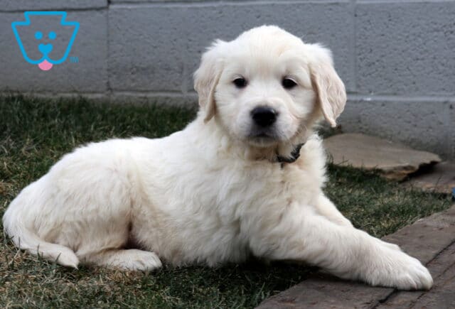 Golden Retriever puppy with a fluffy light cream coat lying on grass with one paw stretched forward, positioned next to a wooden plank and gray concrete wall, gazing gently at the camera. image