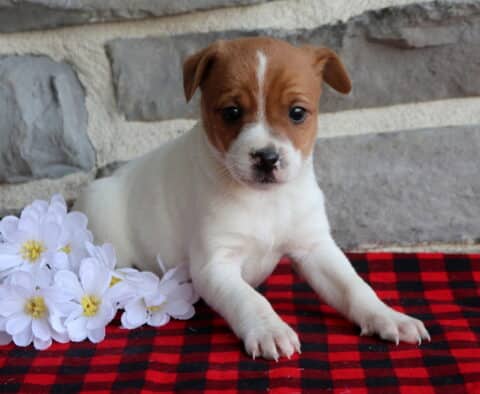 Paws Jack Russell